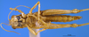 CollectionObject 1505378; fc3d23ee-c6b5-43f7-b0a7-3851a26718c4: female, ventral view (holotype). (CollectionObject).