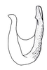 Aedeagus, lateral view on Chinaia serrata Linnavuori, 1965: Male holotype [USNM]: aedeagus, lateral view. (Observation).