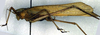 CollectionObject 1500564; 2411e313-9118-421f-b3a8-5e28130c926d: male, lateral view (holotype). (CollectionObject).