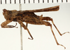 CollectionObject 1529897; NHRS NRM-ORTH 13034, 27e70674-7fd3-41ff-8aab-7716fbadf9d6: male, lateral view (holotype). (CollectionObject).