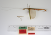 CollectionObject 1560025; e6a1366b-7f0b-45f3-a370-9011e91e14f1: copyright ZMUH, Hamburg. female of synonym Necroscia inflata (syntype). (CollectionObject).;CollectionObject 1560026; f74f5d9a-9f4f-4c4b-b5e9-29193cdca0b0: copyright ZMUH, Hamburg. female of synonym Necroscia inflata (syntype). (CollectionObject).