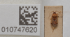 CollectionObject 1593566; c3b95db6-0064-4433-9647-b6152c45642d: Thebanus politus. Paralectotype- dorsal habitus. (BMNH) - (CC BY-NC 4.0) Photo by Stuart Cole, reproduced with permission from the Natural History Museum, London, UK. (CollectionObject).