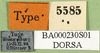 CollectionObject 1501596; f2044e5e-c181-49a0-ae8e-34176ea9c2b5: labels (syntype). (CollectionObject).