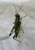 Booneacris glacialis amplicerca (Caudell, 1936): female (Riley Lake Wildlife Management Area, Price County, Wisconsin, 26 July 2013, netted from 10 feet up in Tamarack tree). (Otu).