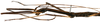 CollectionObject 1578587; RBINS IG: 32700, 737198b7-593d-40e7-b101-96be7e35e36d: copyright ISNB, Brussels. male: head & thorax, lateral view (holotype). (CollectionObject).