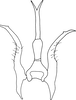 Stylus: !! display not done !! on Limassolla (Limassolla) multimacula Chiang, Lee & Knight, 1988: Stylus. (Observation).