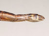 CollectionObject 1560484; f6603ba9-6a6d-4e43-8072-c0f24cf37d24: copyright Natural History Museum, London. female: end of abdomen, lateral view (paralectotype). (CollectionObject).