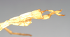 CollectionObject 1558206; NHMUK(SF IMPORT DUPLICATE) 845025, a03bdf24-74f6-4ffb-a933-46b0adfd7c0b: copyright Natural History Museum, London. male: end of abdomen, lateral view of synonym Acrophylla salmacis (holotype). (CollectionObject).