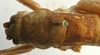 CollectionObject 1517388; cfcafd90-dc7f-4bc0-813e-286108e14fe1: male, dorsal view (holotype). (CollectionObject).