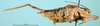 CollectionObject 1502526; 58308c5b-b63b-46e4-b557-1664722d3dc5: male, lateral view (paratype of Isophya tenuicerca). (CollectionObject).