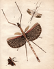 Anchiale Stål, 1875: from Stoll. female of Anchiale maculata [type species]. (Otu).