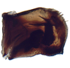 Pygofer, lateral view: !! display not done !! on Paraclorindaia pinguis Zahniser, 2021: male. (Observation).