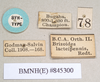 CollectionObject 1563897; f705f437-bad1-41fd-acc8-863f03dff2e0: copyright Natural History Museum, London. female, data labels (paralectotype). (CollectionObject).;CollectionObject 1563898; 1d1172e3-5c6c-4e2e-80eb-12dffc110707: copyright Natural History Museum, London. female, data labels (paralectotype). (CollectionObject).