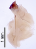 CollectionObject 1522770; c2b696b4-d68e-4385-8ea0-cee8dd5df7ae: Male genitalia, lateral view (holotype). (CollectionObject).
