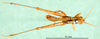CollectionObject 1502090; ae68093e-88d6-4002-9841-a8186ae75f46: male, dorsal view, topotype. (CollectionObject).