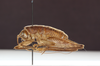 CollectionObject 1565389; f979c45a-6910-4a0e-90d6-36a6c301d586: male, lateral view (holotype). (CollectionObject).