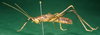 Stetharasa exarmata Montealegre-Z. & Morris, 1999: male, lateral view (paratype). (Otu).