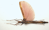 CollectionObject 1595886; 9bcd071a-8ff4-4384-a2c9-8003fce47537: copyright LKCNH Singapore. female, dorsal view (holotype). (CollectionObject).