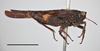 CollectionObject 1596012; 7ec33d91-b50f-4ab3-82f0-876e8492cd07, MZLU178047: male (lateral view), holotype. (CollectionObject).