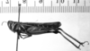 CollectionObject 1506432; 99d4953f-d6d9-4999-a2f5-040406f86647: Image Carbonell, C.S. male, lateral view (lectotype). (CollectionObject).