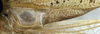 CollectionObject 1532828; NMW 7872, a111c179-d220-4e4e-b2a7-978fbe0208da: mirror on right tegmen. (CollectionObject).