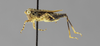 CollectionObject 1522979; 7cff80dd-0026-4c6b-91b4-b05528cc5be6: male, lateral view (holotype). (CollectionObject).