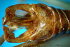 CollectionObject 1500348; ecd96df7-66f9-4762-b239-bff3048446d6: male cerci (syntype). (CollectionObject).