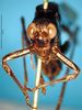 CollectionObject 1521371; 6011bee6-010b-4b67-b803-2ff57a0f890f: female, frontal view (lectotype). (CollectionObject).