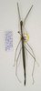 CollectionObject 1562766; 76c8fc83-b717-4316-a1ed-799fc31c8277: copyright ANIC. male: dorsal view (paratype). (CollectionObject).