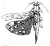 Ceratopompa festiva Karsch, 1890: Fig. 7. male, dorsal view (body length 22 mm, pronotum 6 mm, tegmen 24 mm, hind femur 11 mm). (Otu).
