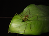 Encentra longipes Redtenbacher, 1892: female, Chicoral, Valle del Cauca, Colombia. (Otu).