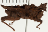 CollectionObject 1529969; NHRS 12929, 35940e50-ed23-4ff8-a6ef-2c9bf9a5ecef: male, lateral view (holotype of Misythus appendiculatus). (CollectionObject).