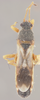 CollectionObject 1594721; 229d06b3-668f-469b-b4bb-c4965eeeadff: Ischnodemus fulvipes schaffneri HOLOTYPE (NMNH) - (CC BY-NC 4.0) - Photo by Pablo M. Dellapé with permission from the National Museum of Natural History (NMNH), Smithsonian Institution, Washington, D.C. (CollectionObject).