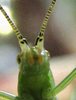 Oecanthus walkeri Collins & Symes, 2012: 2009. antennal markings. (Otu).