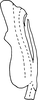 Aedeagus, lateral view on Arboridia (Arborifera) changlingensis Jiang, Luo & Song, 2021: (Observation).