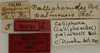 CollectionObject 1535131; d0c51dd8-88e3-45b6-a0e3-b2b0a062db69: labels (holotype). (CollectionObject).