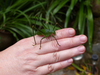 FieldOccurrence 490; 7a2e6032-633b-4c9c-bdbb-0c4d1a8f0f72; Tanzania
Nilo Forest Reserve E Usambara, 2015/12/??: male. (FieldOccurrence).