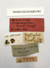 Modicogryllus (Modicogryllus) algirius finoti Chopard, 1967: labels. (Otu).