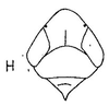 Head: !! display not done !! on Cortona Oman, 1938: head, dorsally. (Observation).