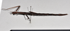 CollectionObject 1558568; NTUC 732, c9758454-56c2-43fd-92c2-00b2d31b54ab: copyright NTUC. female, lateral view (holotype). (CollectionObject).