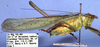 CollectionObject 1504095; 0dd4b7d3-6b58-4d95-b35c-96b71c1747df: male (holotype). (CollectionObject).