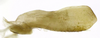 Subgenital plate, ventral view on Caetana pulchra Domahovski, Gonçalves, Takiya & Cavichioli, 2019: Male holotype [DZUP]: subgenital plate, ventral view. (Observation).