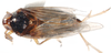 Habitus, dorsal view: !! display not done !! on Pissonotus marginatus Van Duzee, 1897: (Observation).