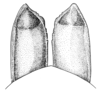Scotussa brachyptera Cigliano & Ronderos, 1994: ovipostior valves, dorsal view. (Otu).