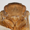 Antillormenis contaminata (Uhler, 1895). Depicts Head, an Observation.