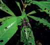 Centuriarus centurio (Brunner von Wattenwyl, 1898): female at night on low vegetation in Wanang (Papua New Guinea) ((c) T. Robillard, from Robillard et al. 2016). (Otu).