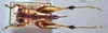 CollectionObject 1534685; MZPW 3225227, 2a38d71b-ca9c-4e56-a161-05b859e032c2: female, dorsal view. (CollectionObject).