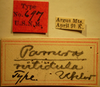 Pseudopamera nitidula (Uhler, 1893): Pamera nitidula - Holotype Labels (NMNH) - (CC BY-NC 3.0) - Photo by Pablo M. Dellapé with permission from the National Museum of Natural History (NMNH), Smithsonian Institution, Washington, D.C. (Otu).