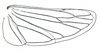 Hind wing: Huleria quadripunctata, hindwing. (Observation).