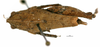 CollectionObject 1567875; 2d51652e-07d6-420b-8343-4d83e635c4b7: female, dorsal view (paratype). (CollectionObject).